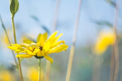 黄色向日葵的选择性聚焦摄影
